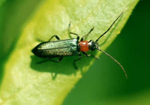 Oedemeridae: Anogcodes seladonius alpinus (cfr.), femmina